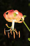 Carolina lily